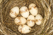 a nest with 7 eggs of red- backed shrike ( Lanius collurio)