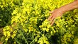 Video: Woman caresses Canola (Video Quality is much better as Preview) Woman caresses Canola (Video Quality is much better as Preview)