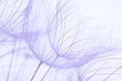 dandelion seeds