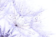 dandelion seeds with drops