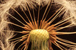Detail of the Dandelion on the black Background