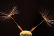 Detail of the Dandelion on the black Background