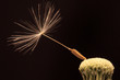 Detail of the Dandelion on the black Background