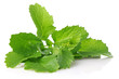 fresh juicy leaves of salad mustard