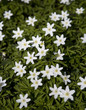 Anemone Flowers