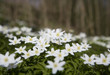 Anemone Flowers