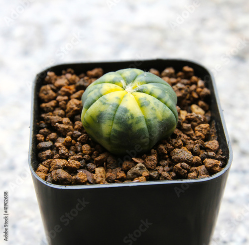 Photo: Small cactus in a pot. Small cactus in a pot.