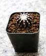 Small cactus in a pot.