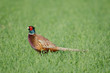 Fasan, Common pheasant, Phasianus colchicus