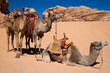 Camels waiting for a ride Camels waiting for a ride