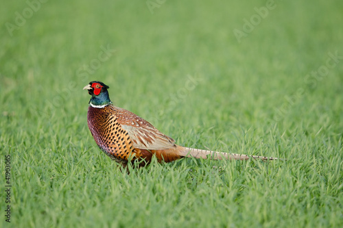 Photo: Fasan, Common pheasant, Phasianus colchicus Fasan, Common pheasant, Phasianus colchicus