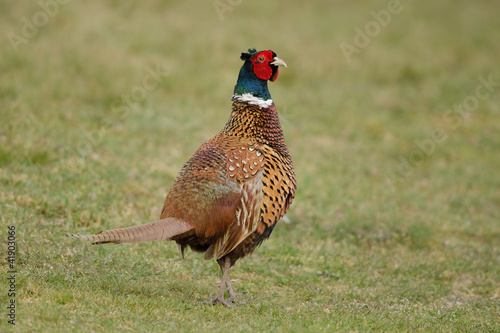Photo: Fasan, Common pheasant, Phasianus colchicus Fasan, Common pheasant, Phasianus colchicus