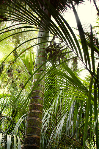 Photo: Forest Forest