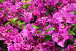 Bougainvillea x buttiana