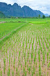Green field