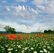 Spring landscape: field of poppies with blue sky and clouds