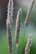 Foto: Weidegras Tierfutter Phleum pratense Weidegras Tierfutter Phleum pratense