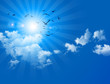 birds in blue sky