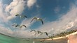 Video: mouettes mouettes