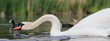 Schwan-12937b1
