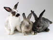 Foto: cría de tres conejos. cría de tres conejos.