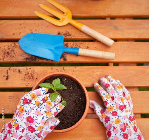 Photo: Spring in the garden, potting flowers Spring in the garden, potting flowers