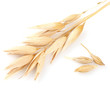 Ear of oats with grain