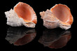 Two seashells on black