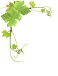 feuilles de vigne feuilles de vigne