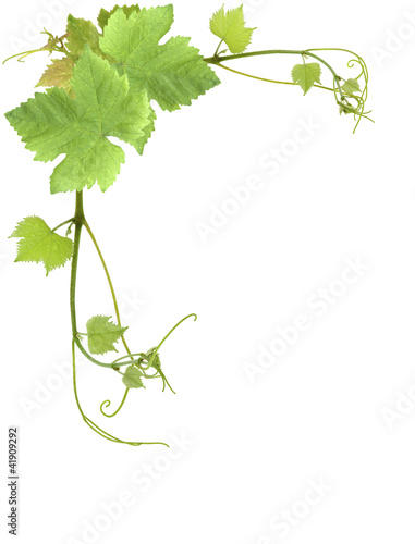 Photo: feuilles de vigne feuilles de vigne