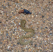 Revolver versus rattler