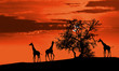 Giraffes at sunset