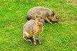 Patagonian Hare