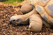 Aldabra Giant Tortoise