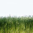 green wheat field detail