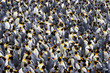 King penguin colony.