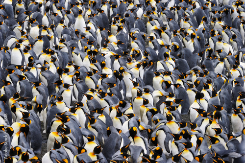 Photo: King penguin colony. King penguin colony.