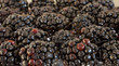 Blackberry lineup