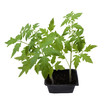 tomato plant ready to plant in the garden, isolated tomato plant ready to plant in the garden, isolated