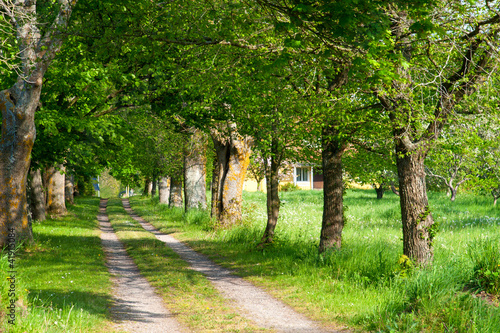 Foto: Alter Feldweg, Insel Öland, Schweden Alter Feldweg, Insel Öland, Schweden