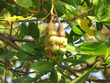 Cashewkerne