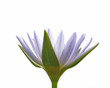 Close up lotus