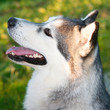 Husky