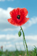 Foto: Mohnblume Mohnblume