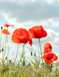 Foto: Mohnblumen Mohnblumen