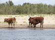 Photo: Cows at a riverbank Cows at a riverbank