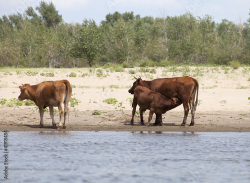 Photo: Cows at a riverbank Cows at a riverbank