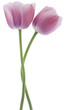 tulip