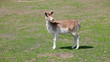 Two spotty deer  (Cervus nipon)