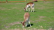 Two spotty deer  (Cervus nipon)